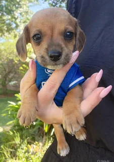 Jackrussell X Dachshund Puppies