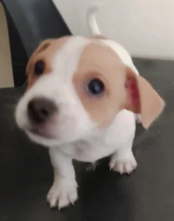 Jack Russell Puppies