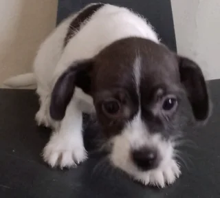 Jack Russell Puppies