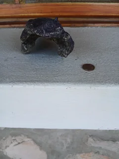 Aquarium Driftwood for sale in Assagay, Hillcrest