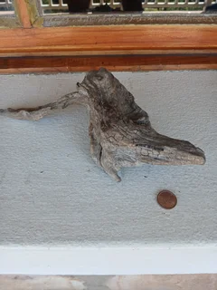 Aquarium Driftwood for sale in Assagay, Hillcrest