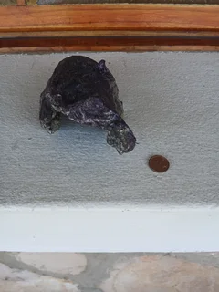 Aquarium Driftwood for sale in Assagay, Hillcrest