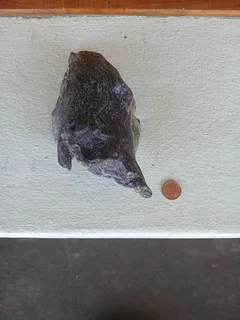 Aquarium Driftwood for sale in Assagay, Hillcrest