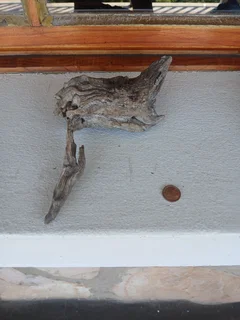 Aquarium Driftwood for sale in Assagay, Hillcrest