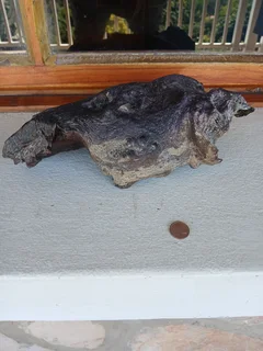 Aquarium Driftwood for sale in Assagay, Hillcrest