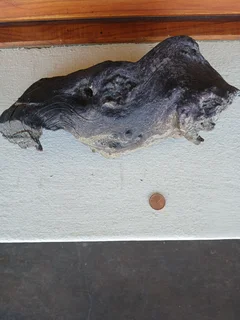 Aquarium Driftwood for sale in Assagay, Hillcrest