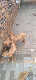 Ridgeback puppies