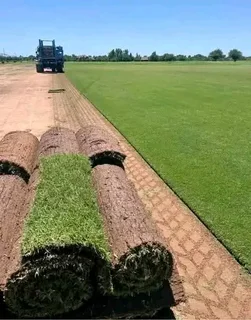 All Season Evergreen Grass