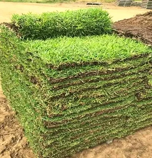 ALL SEASON EVERGREEN GRASS