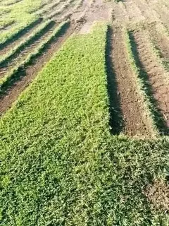 ALL SEASON EVERGREEN GRASS