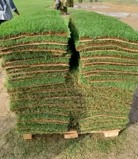 ALL SEASON EVERGREEN GRASS
