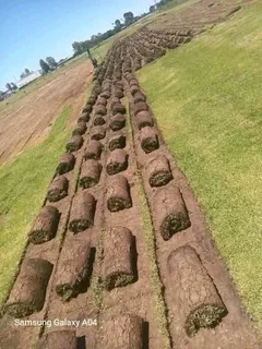 ALL SEASON EVERGREEN GRASS