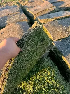 All season evergreen grass