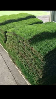 INSTANT GRASS