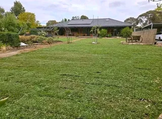 All Season Evergreen Grass