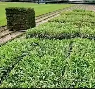 ALL SEASON EVERGREEN GRASS