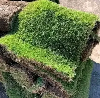 ALL SEASON EVERGREEN GRASS