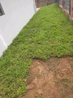 ALL SEASON EVERGREEN GRASS