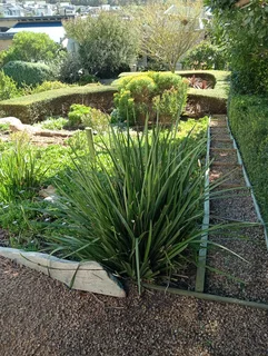 Cleaner - Ad posted by Eriass Sandikonda