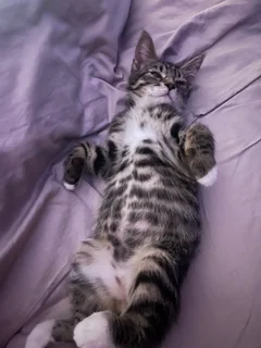 A 2 month old American shorthair kitten