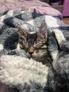 A 2 month old American shorthair kitten