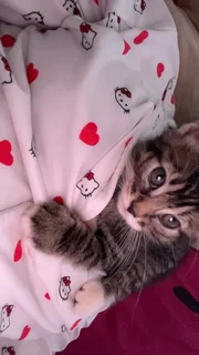 A 2 month old American shorthair kitten