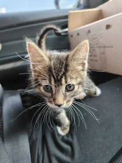 A 2 month old American shorthair kitten