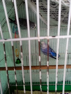 2 male budgies with cage