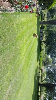 Once Off Yard &amp; Garden Trimming Maintenance