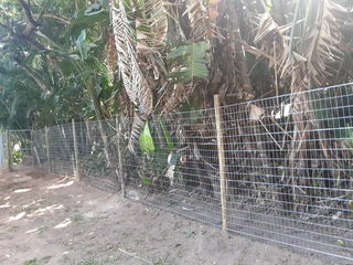 Welded Mesh Fencing