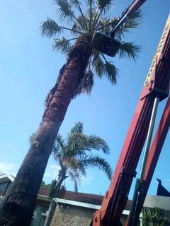 Michaels Tree Fellieng  Port Elizabeth