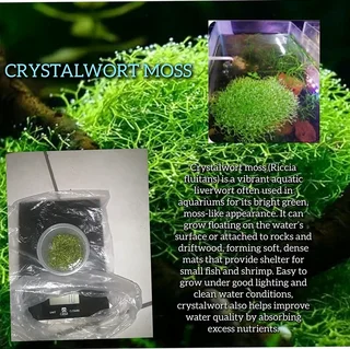 Aquarium plants, crystalwort and guppy grass