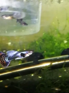 Purple mosaic dumbo ear guppys