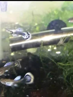 Purple mosaic dumbo ear guppys