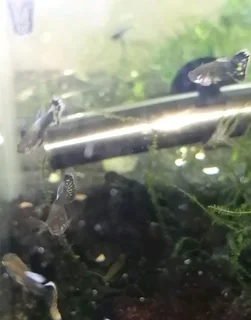 Purple mosaic dumbo ear guppys