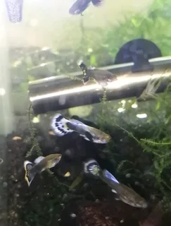 Purple mosaic dumbo ear guppys