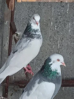 Sa long distance rollers