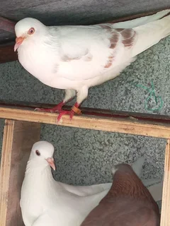 Sa long distance rollers