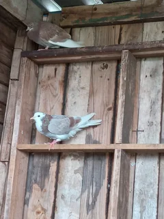 Sa long distance rollers