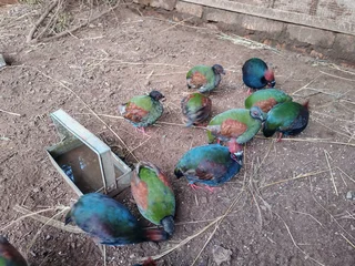 Young roul roul patridges