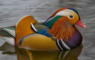 Mandarin ducks