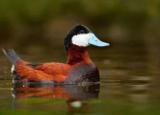 North American ruddy duck R7000 per pair
