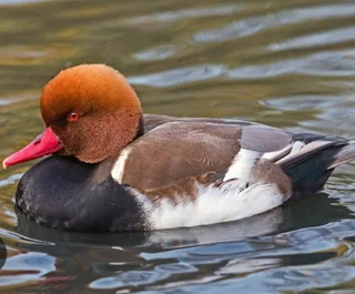 Red crested porchads & Cinnamon crested porchards available.