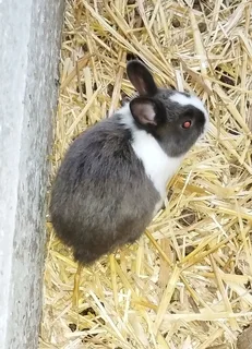 Baby bunnies for sale
