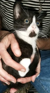 Kittens ready for their new homes