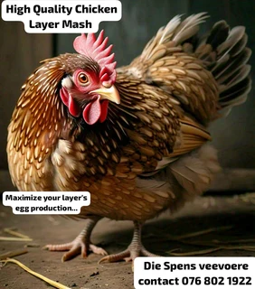 Chicken Layer Mash 40kg