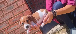 Puppy's - Ad posted by Riaan