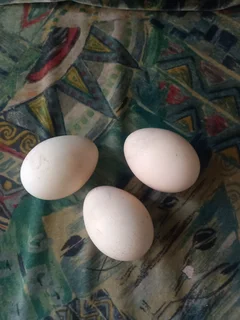Peacock eggs