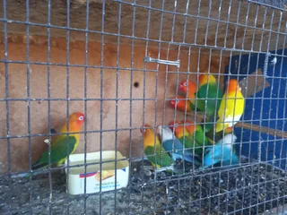 Lovebirds - Ad posted by Riaan