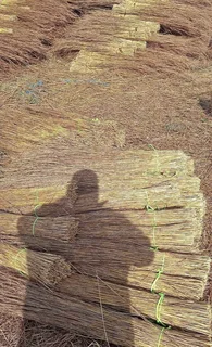 Thatching grass